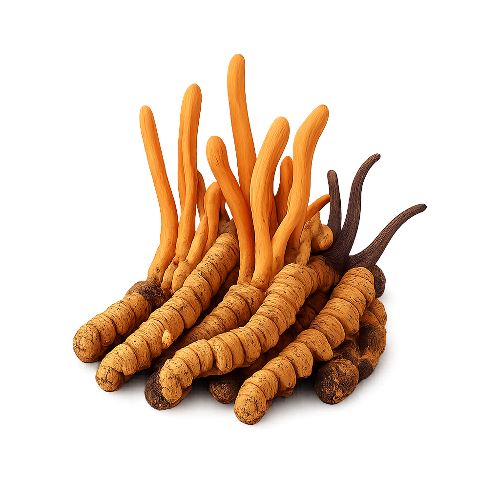 Cordyceps