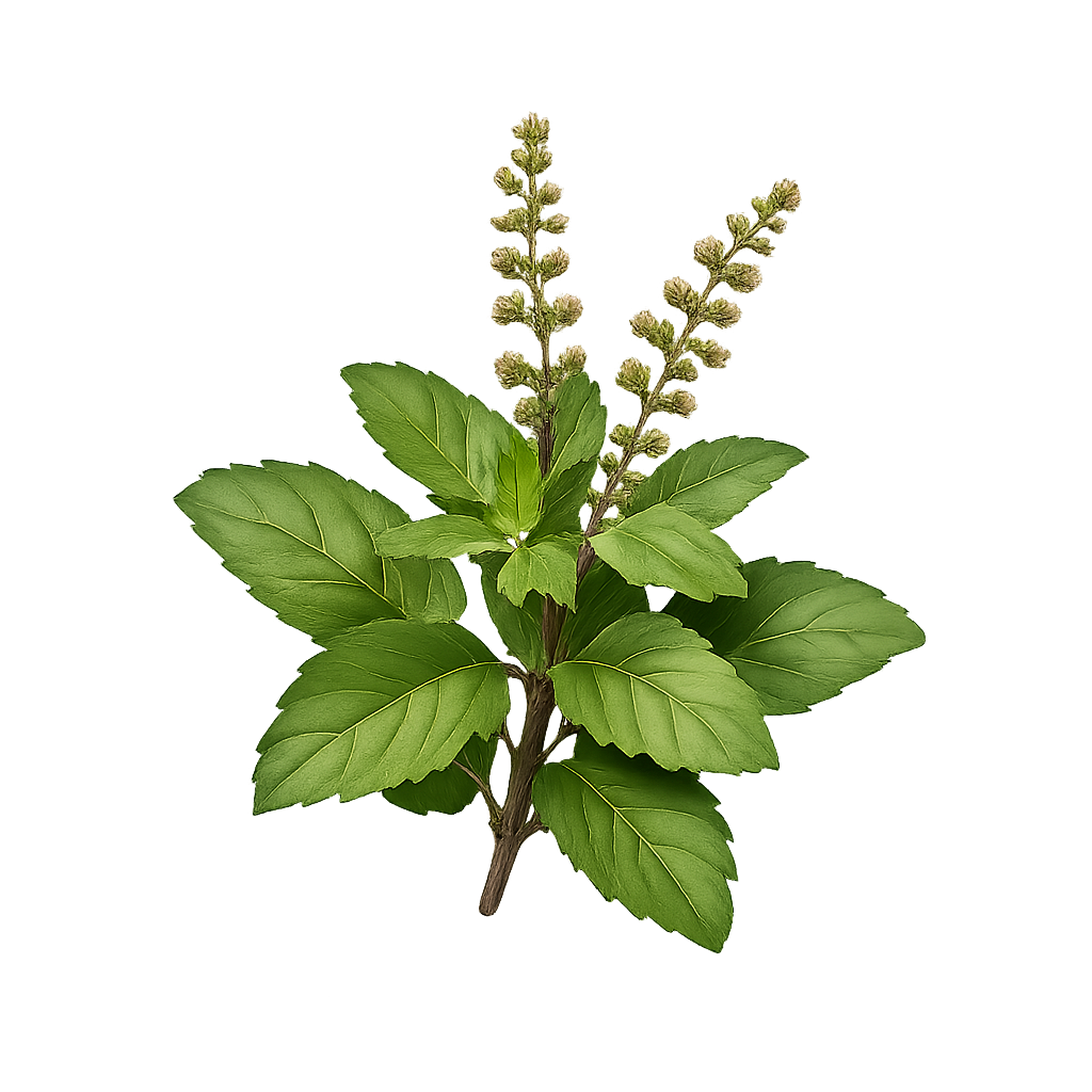Holy Basil (Tulsi)