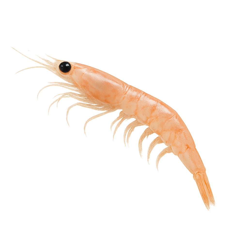 Krill Oil